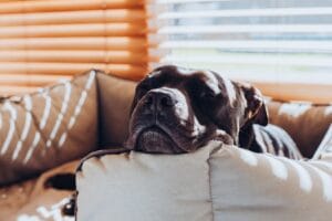 Apartment Potty Training: How to Teach Your Dog in Small Spaces