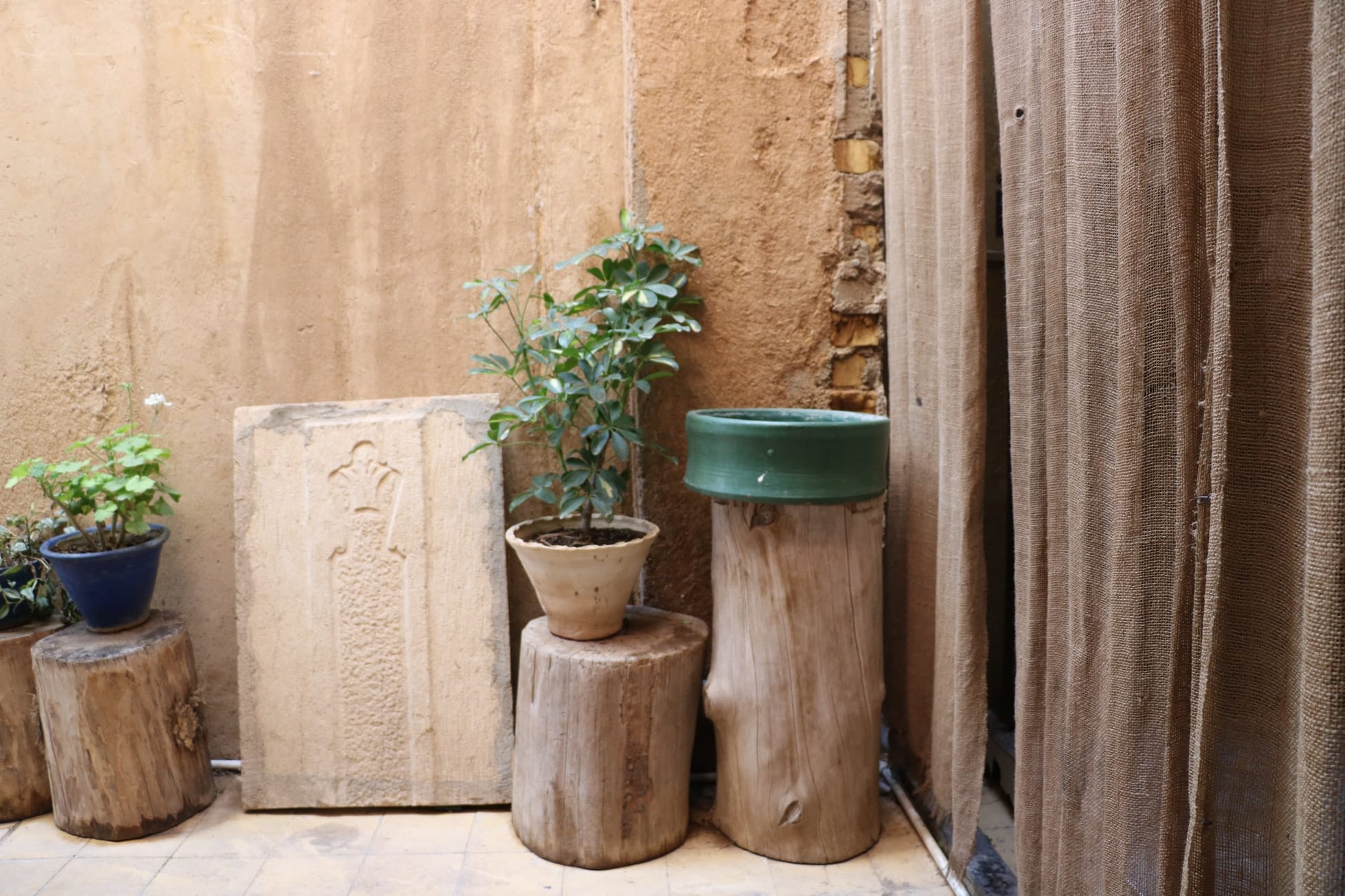 plant